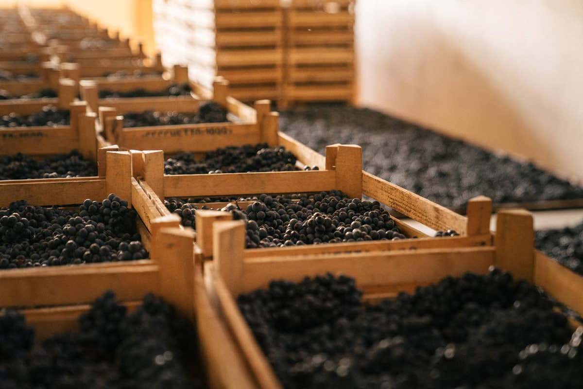 Raboso, da rabbioso a domato: Cecchetto e la rinascita del vino “cattivo” del Veneto