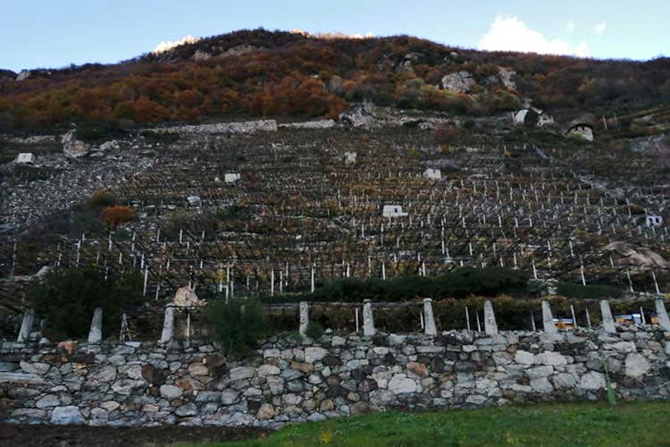 Un esempio di viticoltura eroica (Cervim Vins Extremes 2019 All&rsquo;Italia 129 medaglie, 9 Gran Oro)