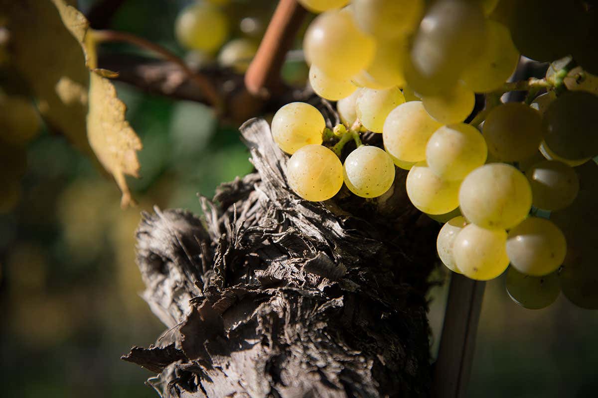 Chardonnay Sanct Valentin Equilibrio perfetto, grande eleganza Chardonnay Sanct Valentin Equilibrio perfetto, grande eleganza