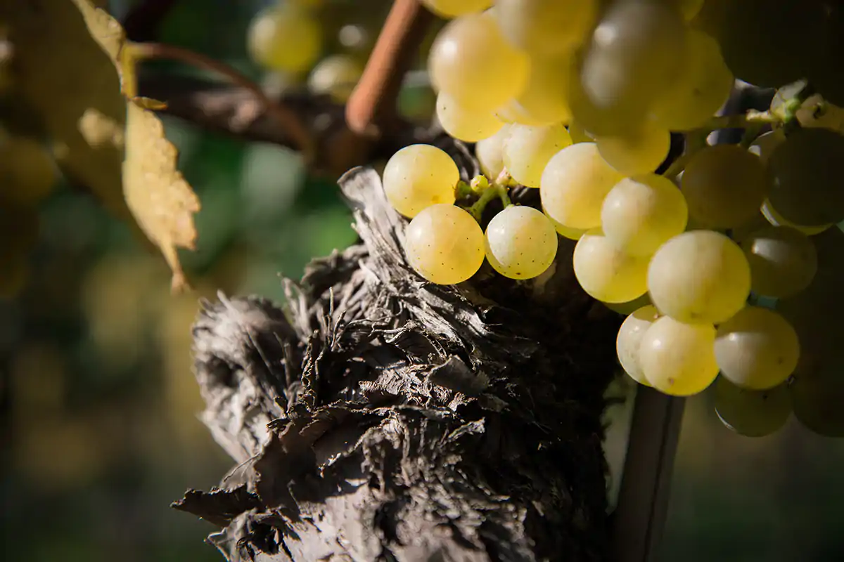 Chardonnay Sanct Valentin Equilibrio perfetto, grande eleganza