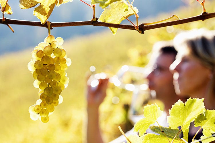 Chardonnay, bianco per eccellenza Il vitigno più diffuso al mondo