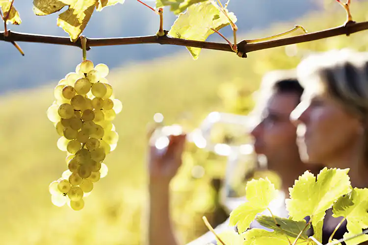 Chardonnay, bianco per eccellenza Il vitigno pi&ugrave; diffuso al mondo