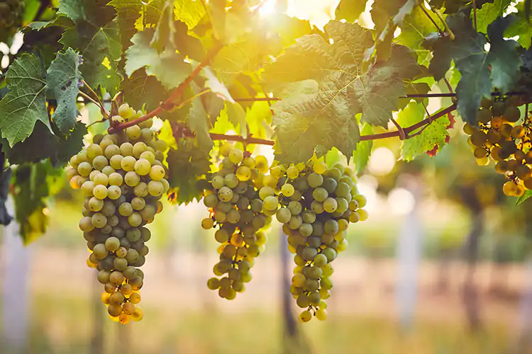 Chardonnay, bianco per eccellenza Il vitigno pi&ugrave; diffuso al mondo