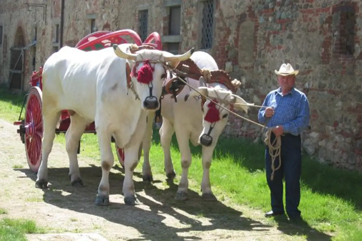 Alla scoperta della Chianina Chianina in tavola in tour riparte dal ristorante Walter Redaelli