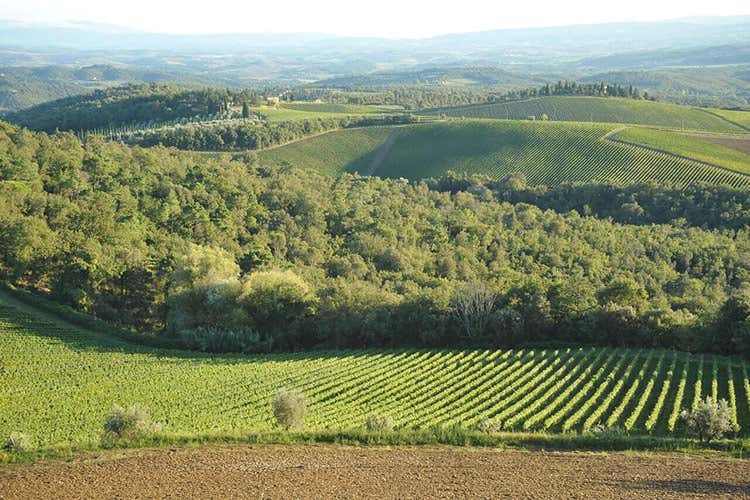 I vigneti del Chianti Classico