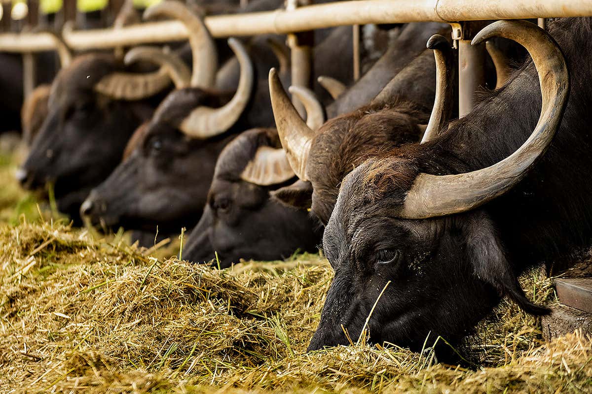 I prodotti più rappresentativi del Cilento verranno valorizzati attraverso diverse masterclass Cilento Tastes alla scoperta della gastronomia e degli artigiani del gusto