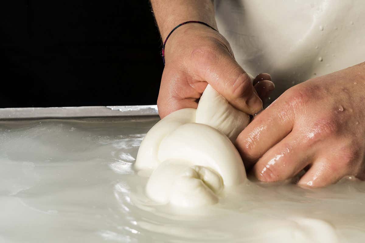 Tra i prodotti cilentani anche la Mozzarella di Bufala Dop Cilento Tastes alla scoperta della gastronomia e degli artigiani del gusto