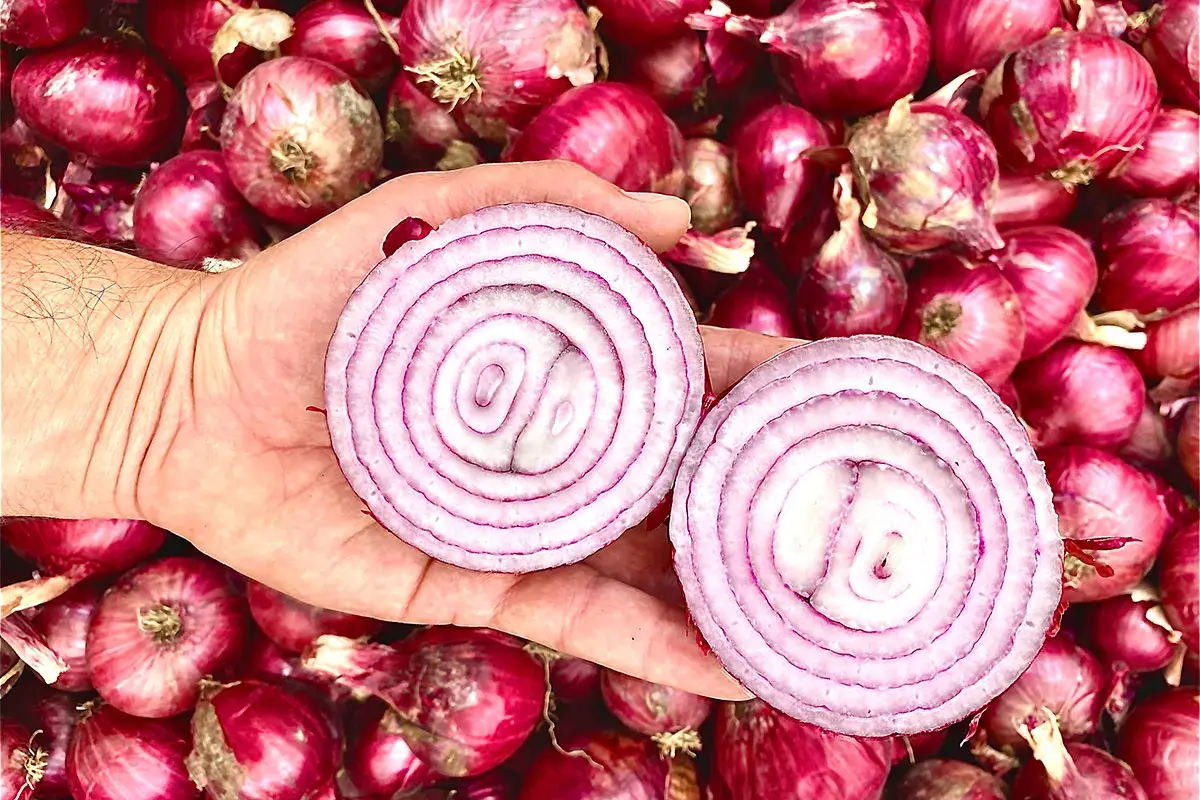 Cipolla Rossa di Tropea Calabria Igp Cipolla di Tropea, l&rsquo;oro rosso della Calabria