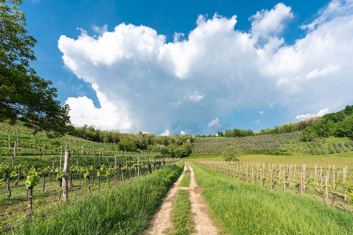 Cividale del Friuli (foto: Fabrice Gallina) Friuli Venezia Giulia: vigneti in aumento, si punta su Prosecco e Pinot Grigio