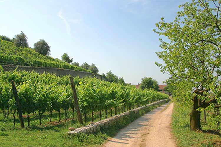 Clos Roareti, da Bordeaux alla Valpolicella Nel bicchiere i profumi tipici del Merlot Clos Roareti, da Bordeaux alla Valpolicella Nel bicchiere i profumi tipici del Merlot