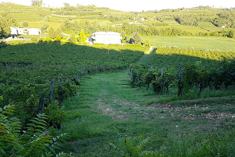 Un terroir unico e insostituibile - Colli Berici, microcosmo di cantine dove la parola d'ordine &egrave; Rispetto