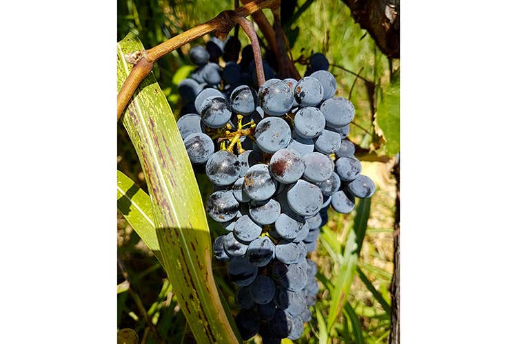 I vini della Doc Colli Berici ricchi di carattere e personalit&agrave; - Colli Berici, microcosmo di cantine dove la parola d'ordine &egrave; Rispetto