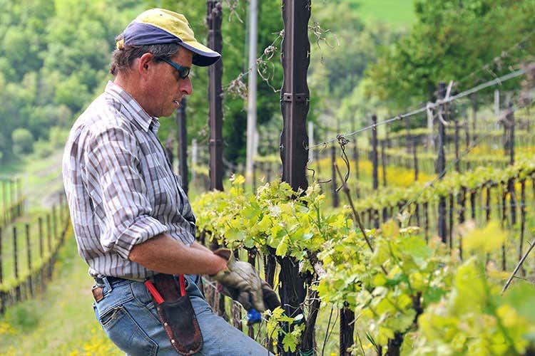(Colli Bolognesi e Pignoletto Si fa squadra per crescere e migliorarsi)