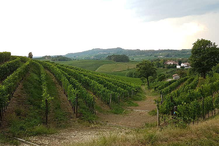 Consorzio Friuli Colli Orientali L’Academy per festeggiare i 50 anni Consorzio Friuli Colli Orientali L’Academy per festeggiare i 50 anni