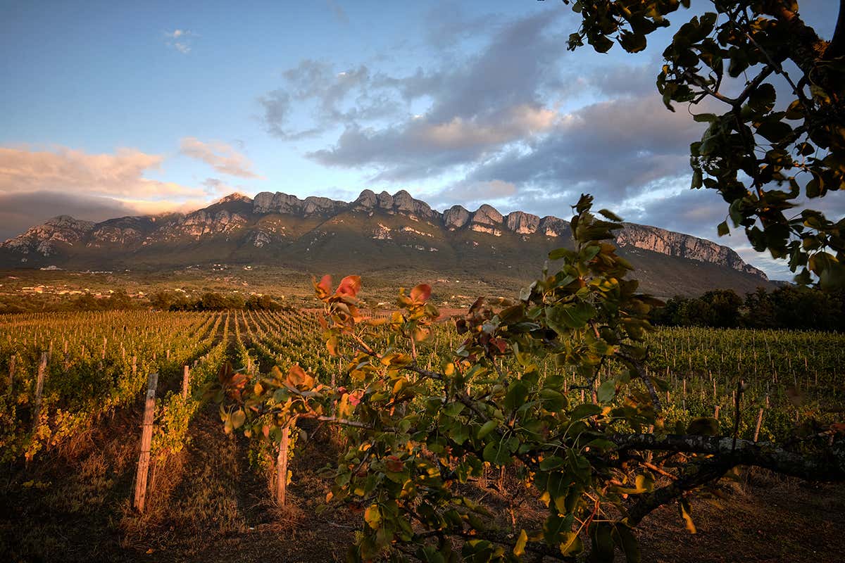 Quattro consorzi, una sola voce: la Campania del vino al Merano WineFestival 2025 Quattro consorzi, una sola voce: la Campania del vino al Merano WineFestival 2025