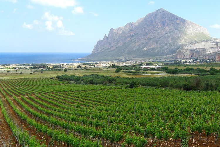 (Lavì Grillo e Nero d’Avola rosé Spumanti bio 2016 di Colomba Bianca) (Lavì Grillo e Nero d’Avola rosé Spumanti bio 2016 di Colomba Bianca)