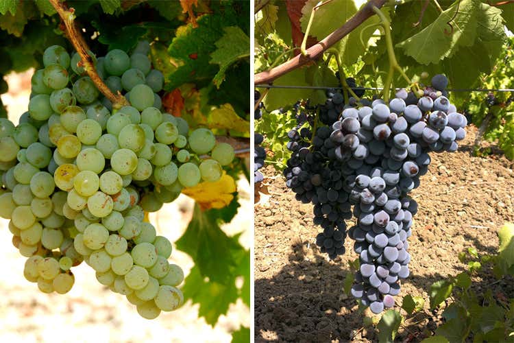 (Lavì Grillo e Nero d’Avola rosé Spumanti bio 2016 di Colomba Bianca) (Lavì Grillo e Nero d’Avola rosé Spumanti bio 2016 di Colomba Bianca)