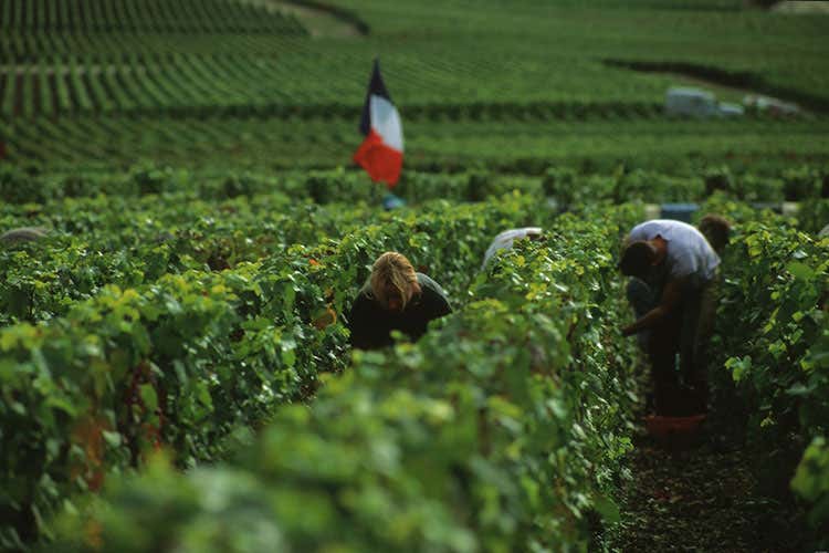 (Comité du Vin Champagne Una vendemmia nel segno della qualità) (Comité du Vin Champagne Una vendemmia nel segno della qualità)