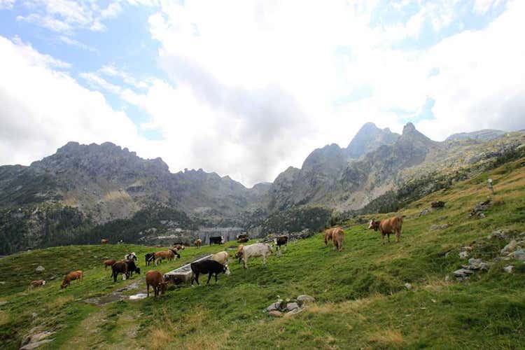 Collocate lungo i 100 km di tracciato, colonnine per rifornimento e-bike (Con la nuova Via del Bitto 100 km di trekking nella natura)