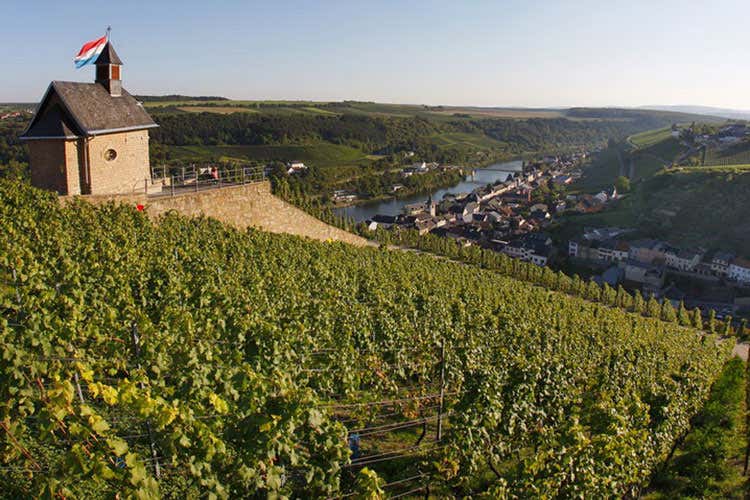I vigneti lussemburghesi si estendono per 42 chilometri lungo la Mosella - Concours Mondial de Bruxelles a maggio in Lussemburgo