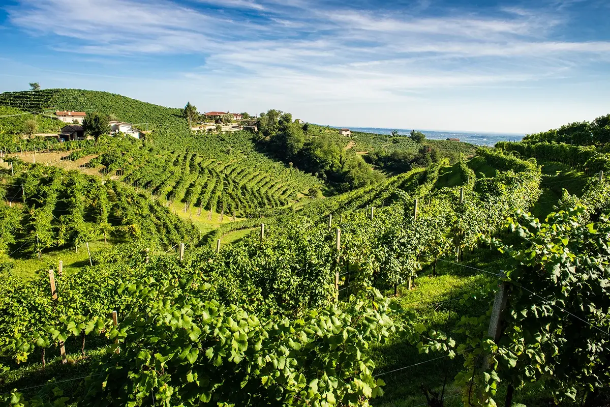 Conegliano Valdobbiadene, presentato il primo “Rapporto di sostenibilità”