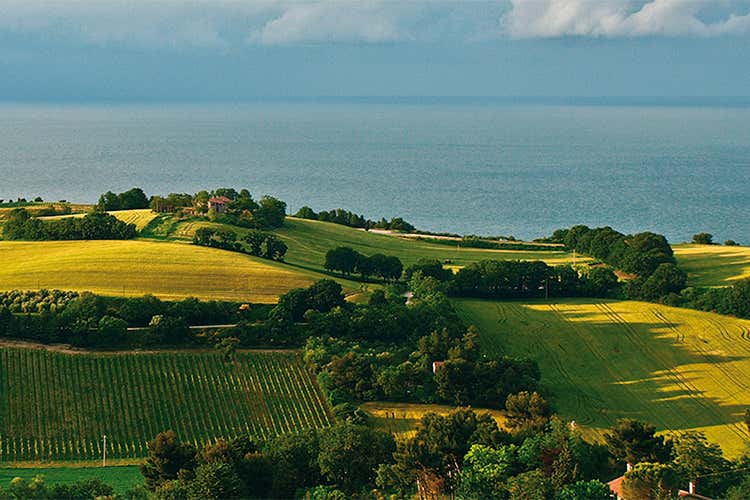 Conero Docg Riserva di Moncaro Rosso £$gourmet$£ di caratura internazionale Conero Docg Riserva di Moncaro Rosso £$gourmet$£ di caratura internazionale