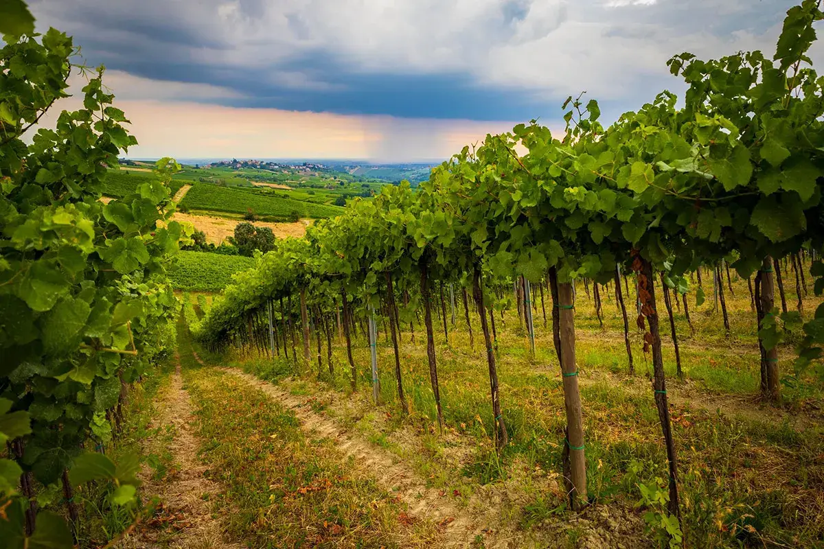 Pinot nero e non solo: Oltrep&ograve; Pavese, una terra di eccellenze tutta da scoprire