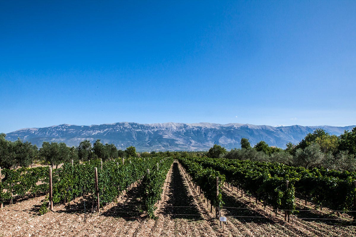 Nuovo modello per i vini d’Abruzzo, che valorizza l’identità territoriale