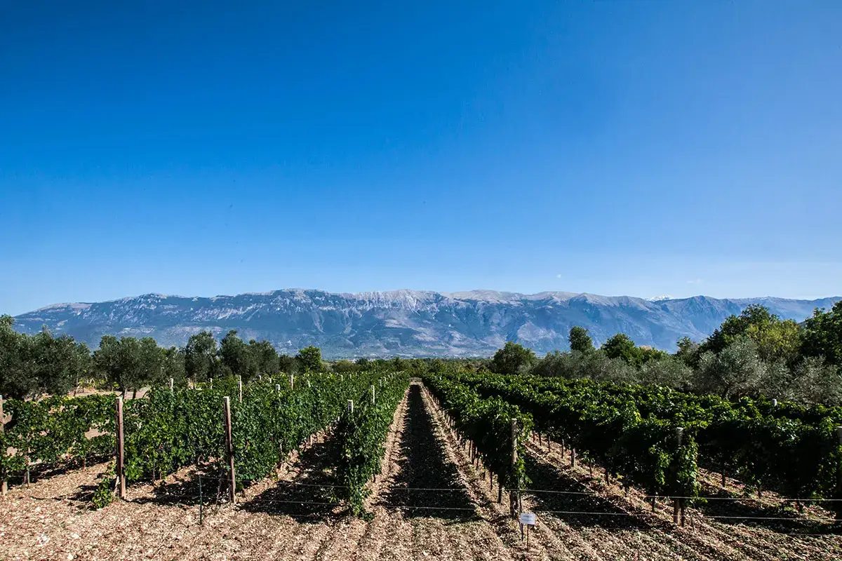 Nuovo modello per i vini d&rsquo;Abruzzo, che valorizza l&rsquo;identit&agrave; territoriale