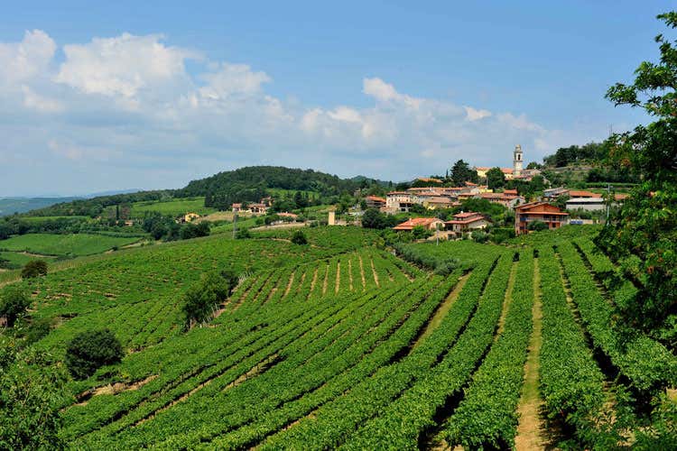(Consorzio Vini Garda Doc Produzione da 11 milioni di bottiglie) (Consorzio Vini Garda Doc Produzione da 11 milioni di bottiglie)