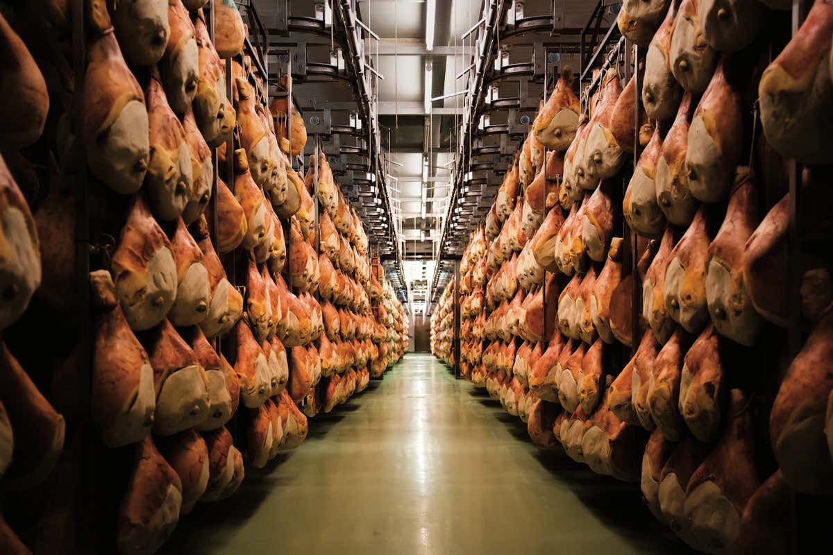 Il processo di stagionatura si conclude quando ogni prosciutto viene selezionato con la punzonatura Prosciutto Carpegna Dop il sapore straordinario della tradizione
