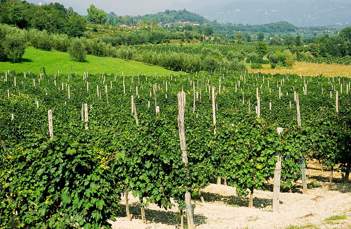 Consorzio Valtènesi - Riviera del Garda Classico: le viti crescono su un’area collinare di origine morenica che si estende sul lato bresciano del Lago di Garda  “Nati per stare insieme” a Vinitaly 2023. Ascovilo e Grana Padano DOP nel nome della qualità