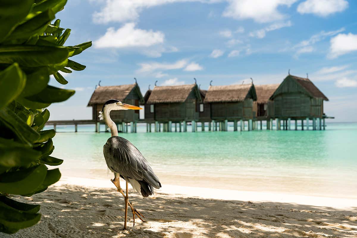 Un’isola a forma di manta: il resort maldiviano che vive in simbiosi con l’oceano Un’isola a forma di manta: il resort maldiviano che vive in simbiosi con l’oceano