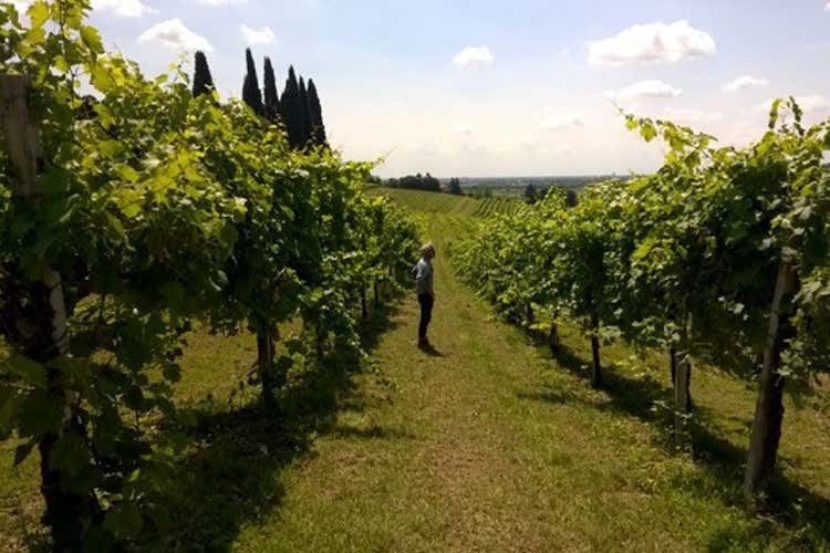 Conte Collalto, la formazione al centro Via ai corsi in cantina 2017 Conte Collalto, la formazione al centro Via ai corsi in cantina 2017