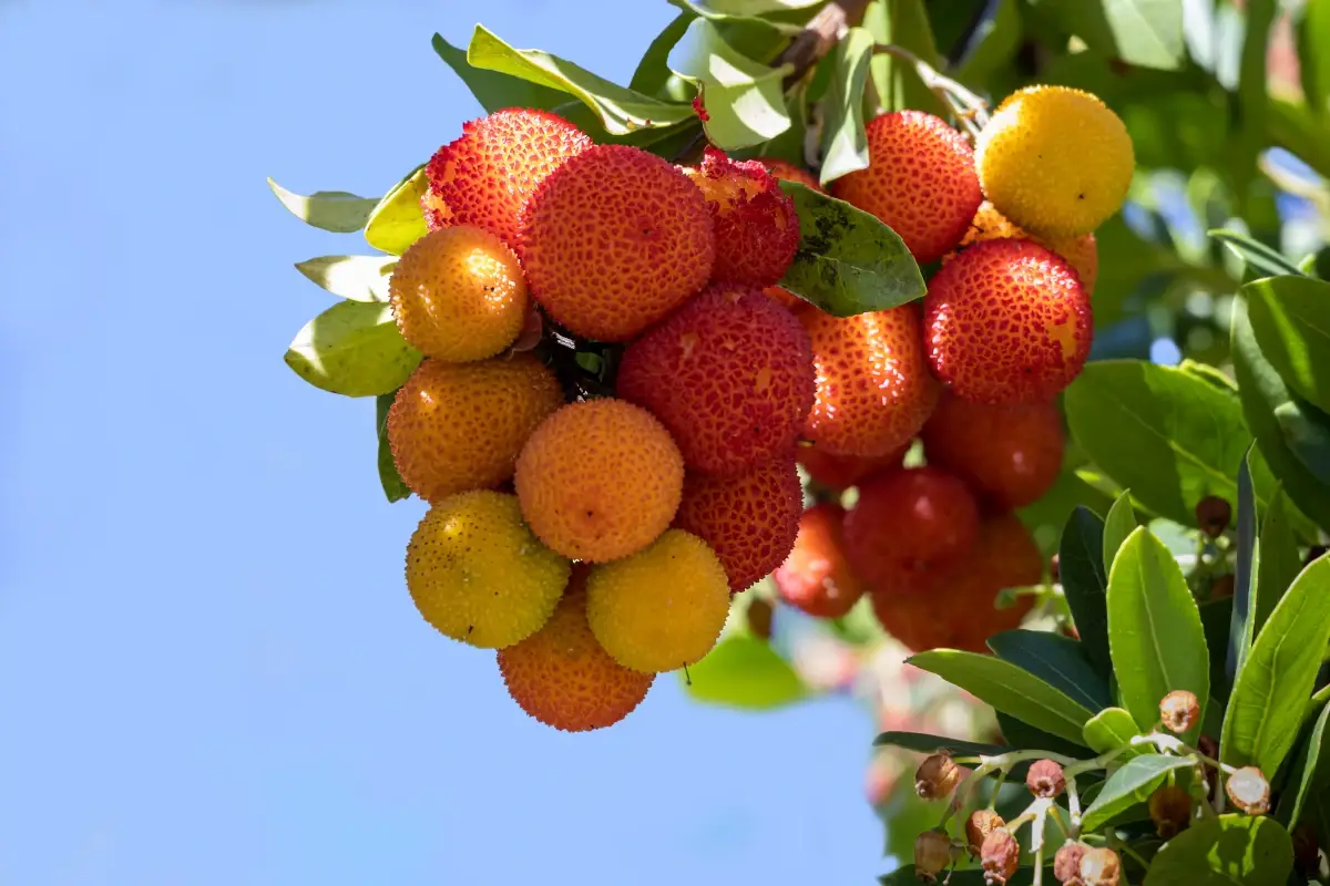 I frutti del Corbezzolo Il corbezzolo, arbusto