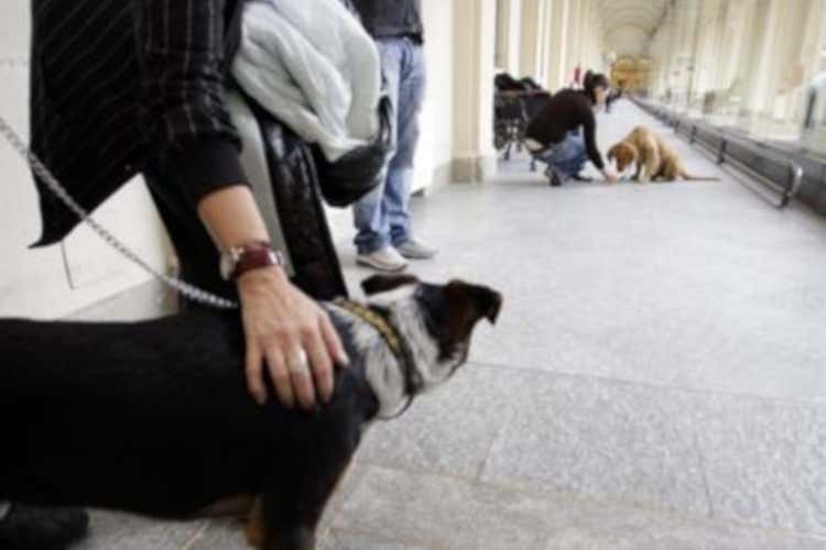 Ecco i cani per stanare il Coronavirus! In Italia forse già entro un mese Ecco i cani per stanare il Coronavirus! In Italia forse già entro un mese