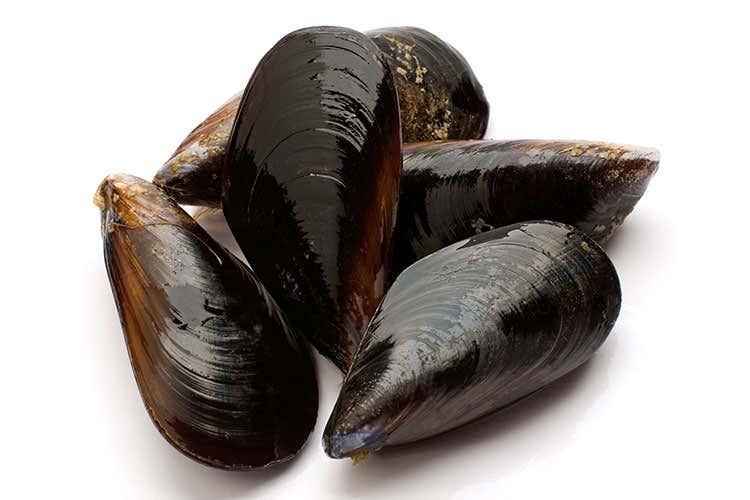 Cozze, cala la produzione per il caldo Perdite di prodotto anche del 70% Cozze, cala la produzione per il caldo Perdite di prodotto anche del 70%