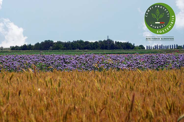Cultura della sostenibilità La mission di Molini Pivetti Cultura della sostenibilità La mission di Molini Pivetti