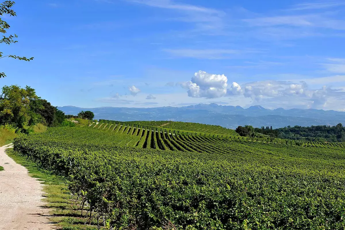 I vigneti di Custoza Doc. Fonte Facebook Chiari, freschi e dolci&hellip; vini! Viaggio tra le Doc del Lago di Garda