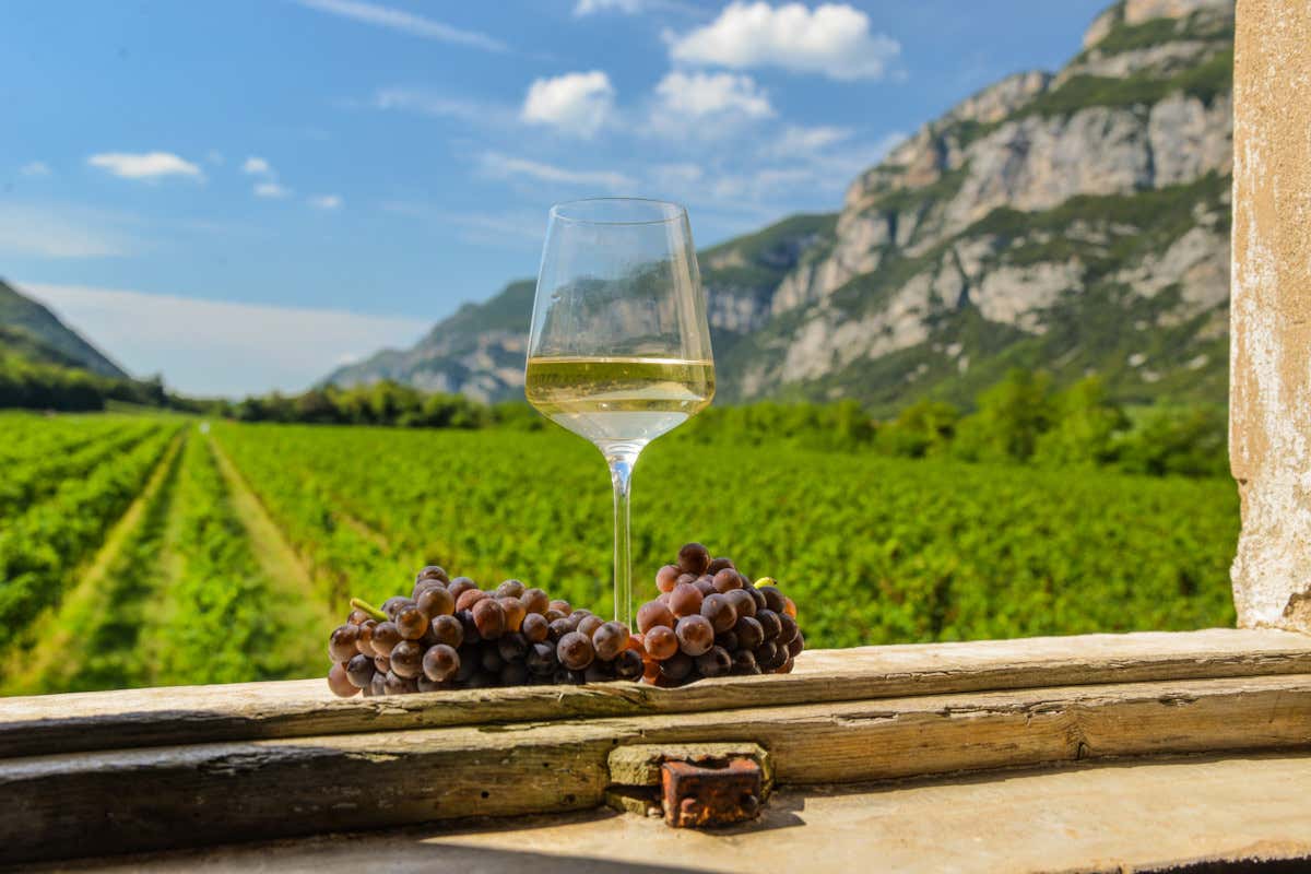 Doc Delle Venezie: contrassegno di Stato digitale per la tracciabilità del vino