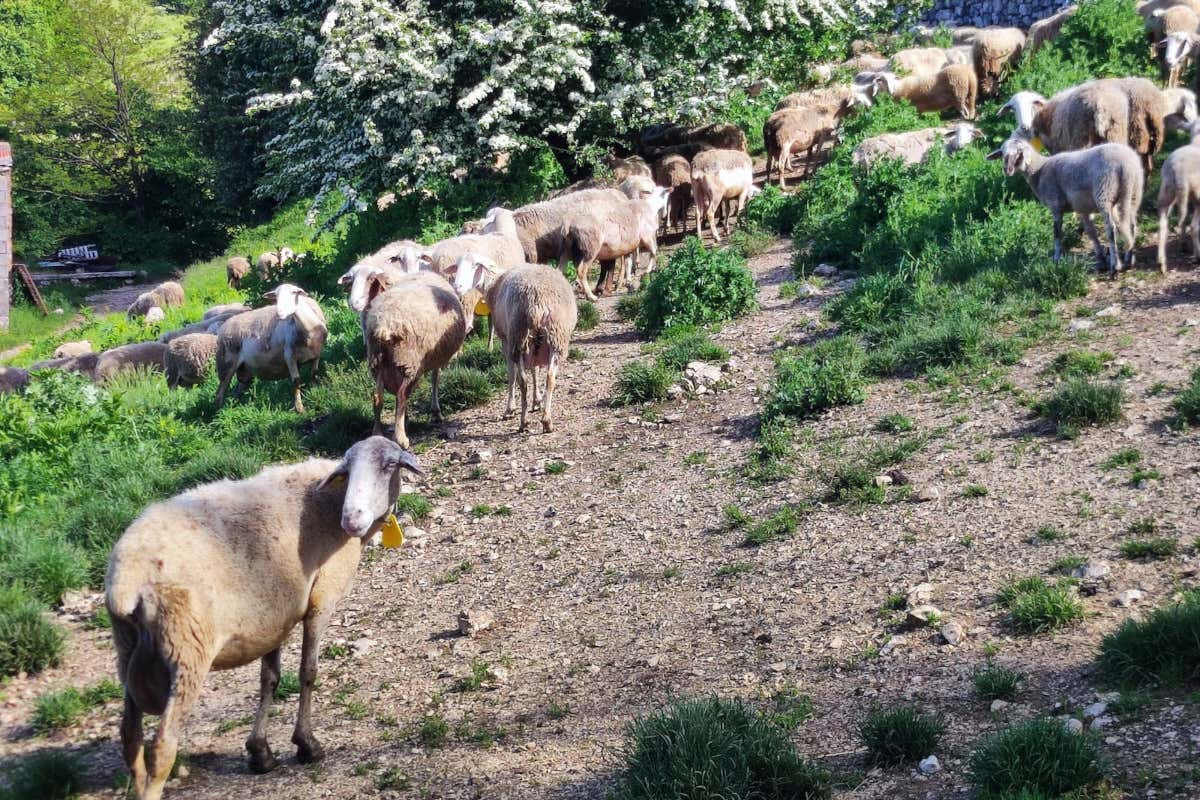 Dal caseificio alla tavola: l’agriturismo Masseria Reale racconta il Matese autentico Dal caseificio alla tavola: l’agriturismo Masseria Reale racconta il Matese autentico