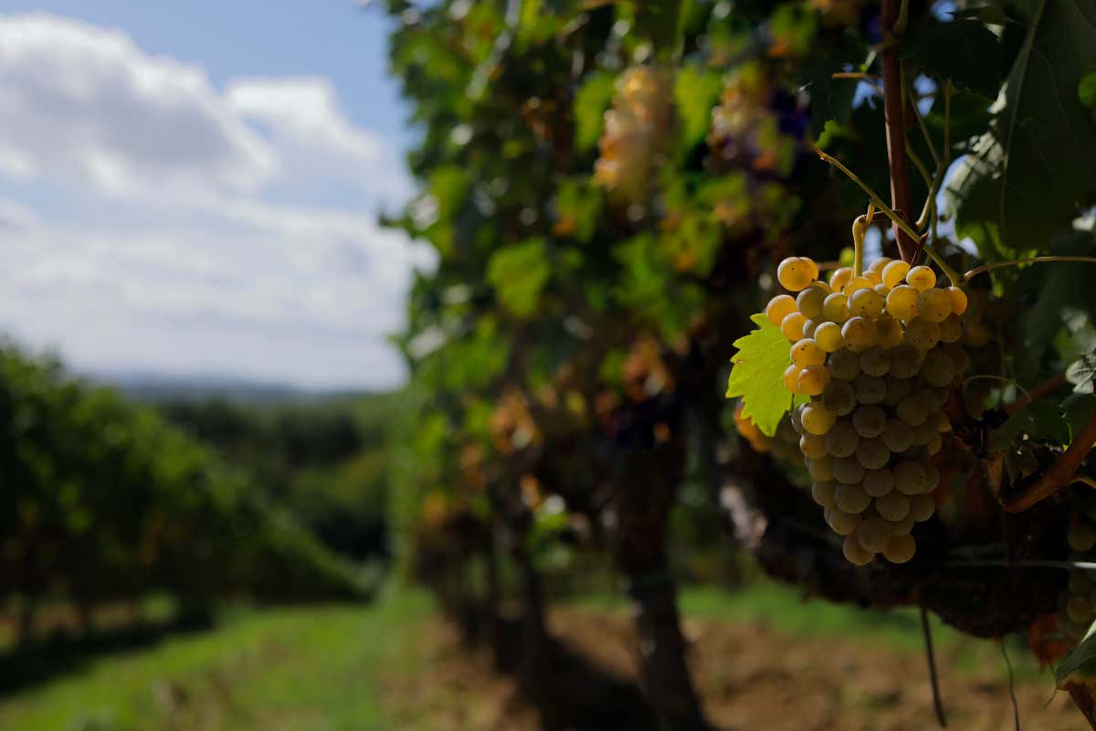 Vernaccia di San Gimignano, la regina bianca che sfida la crisi del vino Vernaccia di San Gimignano, la regina bianca che sfida la crisi del vino