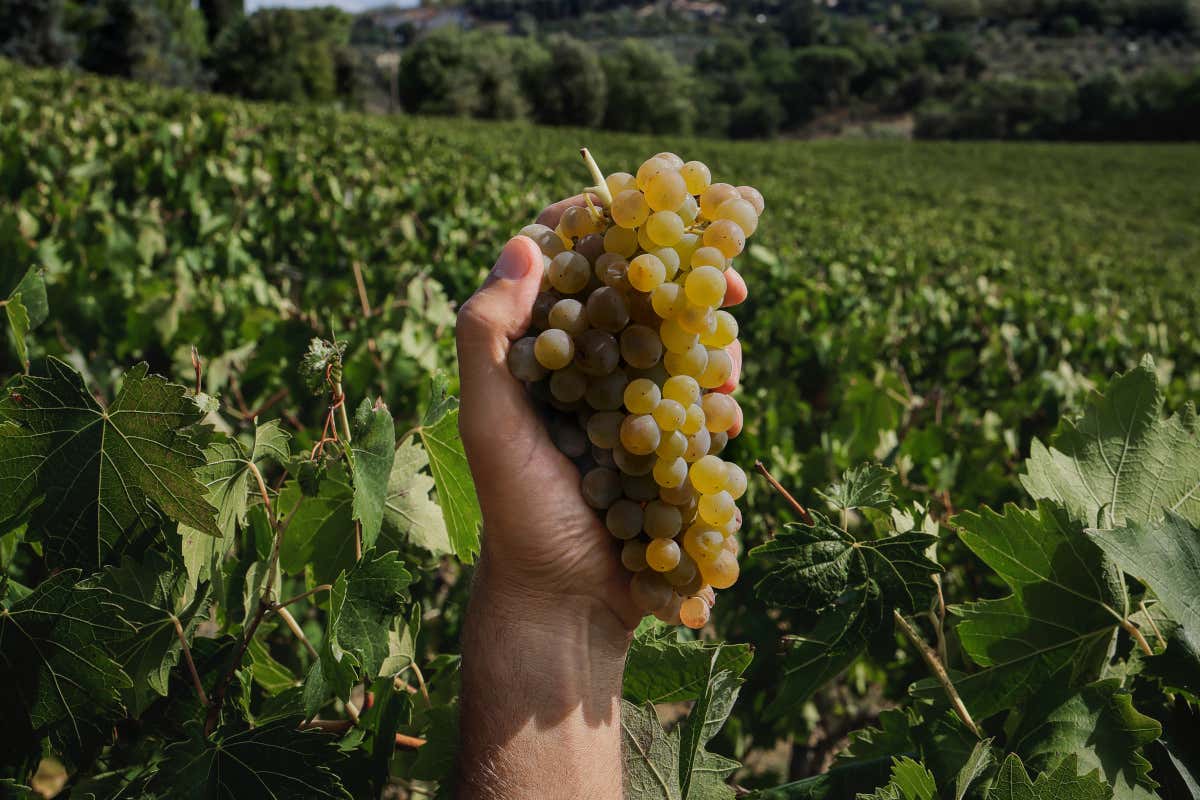 Vernaccia di San Gimignano, la regina bianca che sfida la crisi del vino Vernaccia di San Gimignano, la regina bianca che sfida la crisi del vino