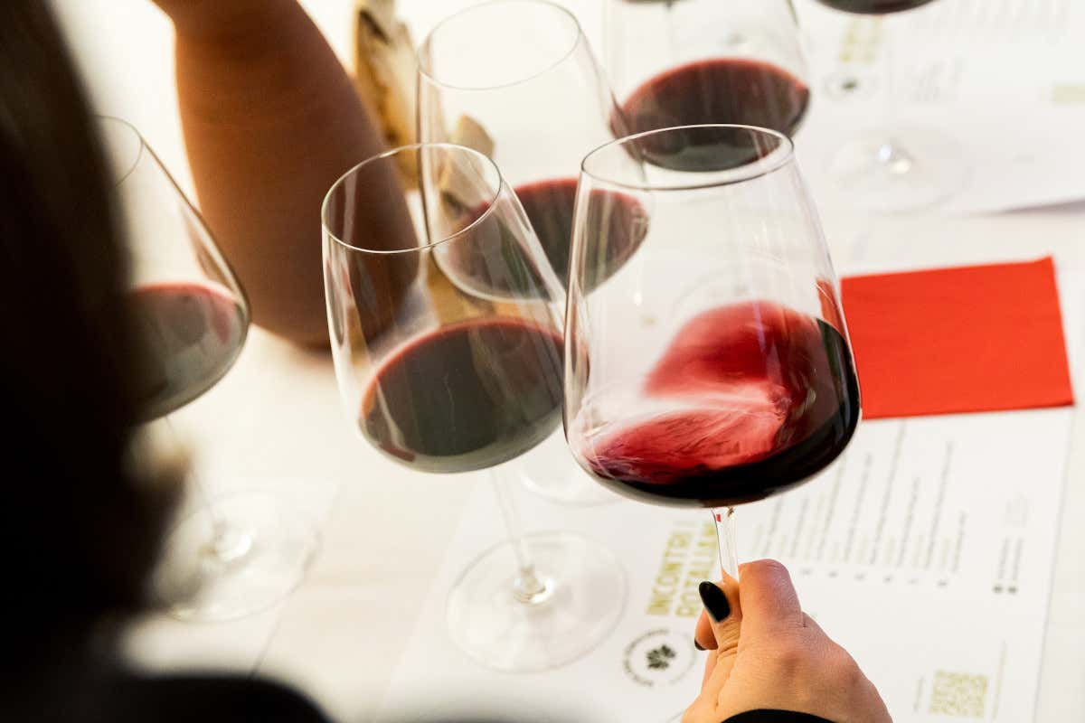 Teroldego e Syrah a confronto: la sfida gentile nella Piana Rotaliana