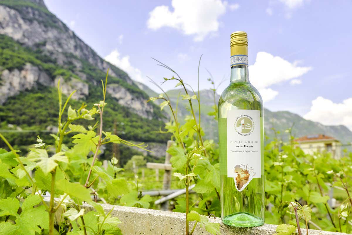 Pinot Grigio Doc Delle Venezie: prorogato il blocco delle nuove superfici vitate