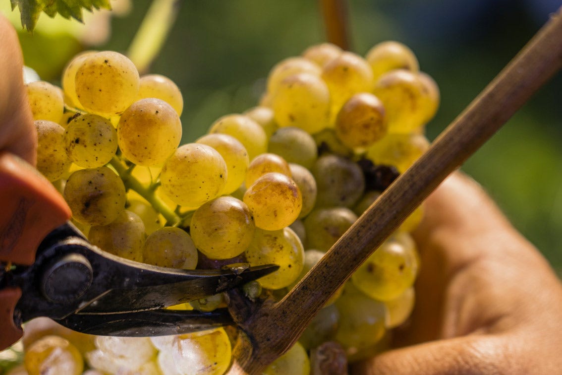 Il Lugana, vino principe della zona, nasce dal Trebbiano di Lugana localmente chiamata Turbiana Lugana Doc vino bianco di grande classe