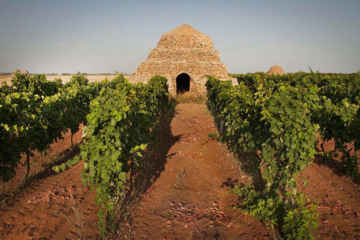 Vigneti di Primitivo di Manduria di fronte a una pagghiara, trullo tarantino Degustazioni, arte e natura Viaggio nel Primitivo di Manduria Vigneti di Primitivo di Manduria di fronte a una pagghiara, trullo tarantino Degustazioni, arte e natura Viaggio nel Primitivo di Manduria