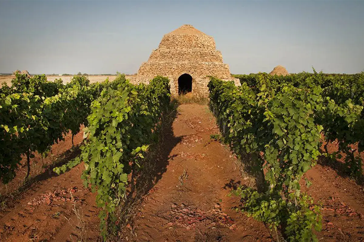 Vigneti di Primitivo di Manduria di fronte a una pagghiara, trullo tarantino&nbsp; Degustazioni, arte e natura Viaggio nel Primitivo di Manduria