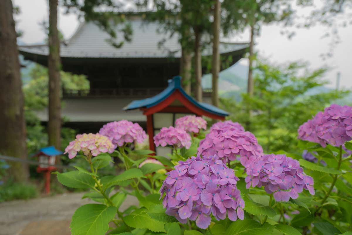 Il tempio di Daizenji Un tempio buddista dedicato al vino? È a Daizenji, in Giappone Il tempio di Daizenji Un tempio buddista dedicato al vino? È a Daizenji, in Giappone