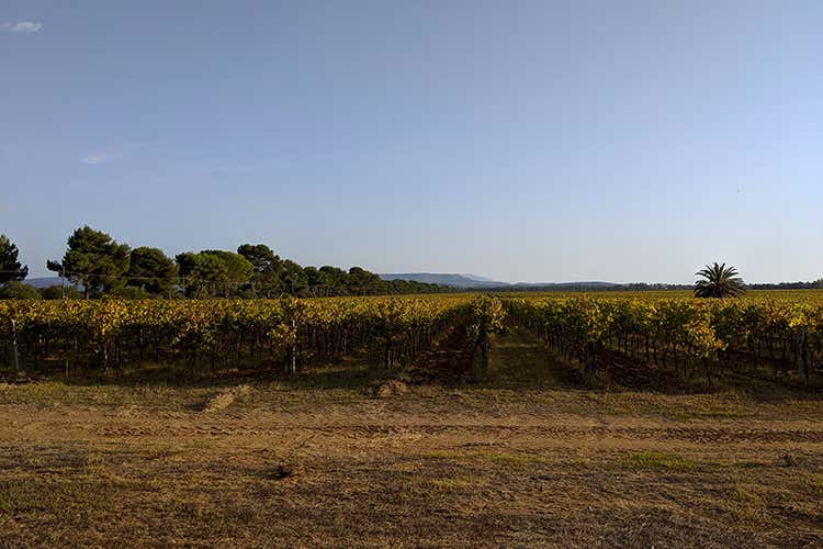 I filari di Sella & Mosca, a fine ottobre (Dal Torbato all'Anghelu Ruju Sella e Mosca, 120 anni dopo...)